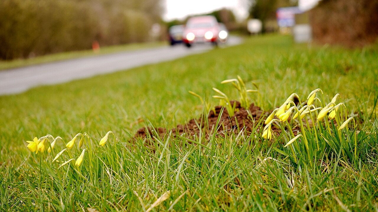 Wild daffodils flowering in grass